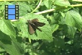 Scene 27_Dark Brown Skipper on leaf